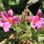 Lewis' Monkeyflower (Erythranthe lewisii)