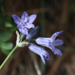 Large-flowered Triteleia (Triteleia grandiflora)