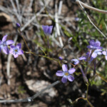 Lesser Yellowthroat Gilia (Gilia flavocincta)