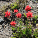 Mountain Paintbrush (Castilleja parviflora var. oreopola)