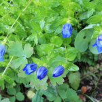 Mountain Bog Gentian (Gentiana calycosa)