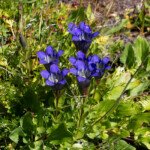 Mountain Bog Gentian (Gentiana calycosa)