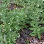 Menzies' Catchfly (Silene menziesii)