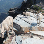 Mountain Goat (Oreamnos americanus) family