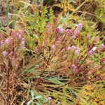 Mountain Owl's Clover (Orthocarpus imbricatus)