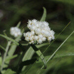 Pearly Everlasting (Anaphalis margaritacea)