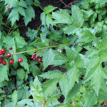 Red Baneberry (Actaea rubra)