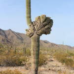 Crested (Cristate) Saguaro (Carnegiea gigantea)