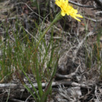 Sagebrush False-Dandelion (Nothocalais troximoides)