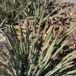 Schott's Century Plant (Agave schottii var. schottii)