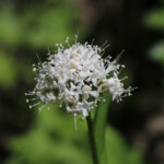 Sitka Valerian (Valeriana sitchensis)