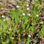 Slender Phlox (Microsteris gracilis)