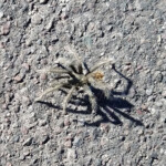 Aphonopelma saguaro