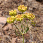 Sulfur Buckwheat (Eriogonum umbellatum)