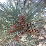 Southwestern Ponderosa Pine (Pinus brachyptera)