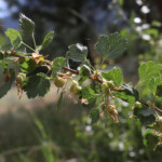 Wax Currant (Ribes cereum)