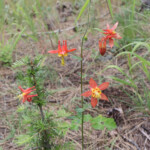 Western Columbine (Aquilegia formosa)