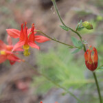 Western Columbine (Aquilegia formosa)