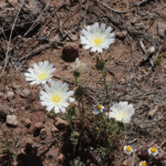 White Tack-Stem (Calycoseris wrightii)