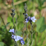 American Alpine Speedwell (Veronica wormskjoldii)