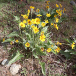 Arrowleaf Balsamroot (Balsamorhiza sagittata)