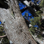 Alligator Juniper (Juniperus deppeana)