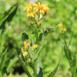 Arrowleaf Senecio (Senecio triangularis)