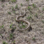 Bullsnake (Pituophis catenifer ssp. sayi)