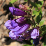 Cardwell's Beardtongue (Penstemon cardwellii)