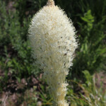 Common Beargrass (Xerophyllum tenax)