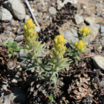 Cobwebby Paintbrush (Castilleja arachnoidea)