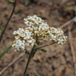 Common Yarrow (Achillea millefolium)
