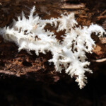 Coral Tooth Fungus (Hericium coralloides)