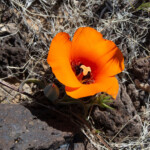 Desert Mariposa Lily (Calochortus kennedyi)