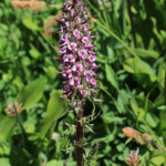 Elephant's-Head Lousewort (Pedicularis groenlandica)