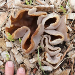Layered Cup (Peziza varia)