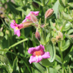 Lewis' Monkeyflower (Erythranthe lewisii)