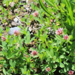 Long-stalked Clover (Trifolium longipes)