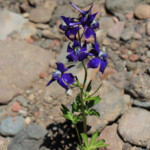 Menzies' Larkspur (Delphinium menziesii)