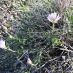 Mojave Woodyaster (Xylorhiza tortifolia)