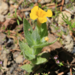 Musk Monkeyflower (Erythranthe moschata)