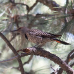 Female Northern Red-shafted Flicker (Colaptes auratus ssp. cafer)
