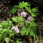 Pacific Bleedinghearts (Dicentra formosa ssp. formosa)