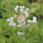 Pearly Everlasting (Anaphalis margaritacea)