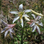 Purple-flowered Washington Lily (Lilium washingtonianum ssp. purpurascens)