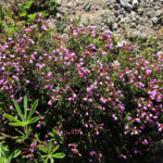 Pink Mountainheath (Phyllodoce empetriformis)
