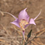 Sagebrush Mariposa Lily (Calochortus macrocarpus)