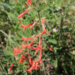 Scarlet Gilia (Ipomopsis aggregata)