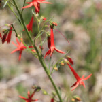 Scarlet Gilia (Ipomopsis aggregata)