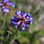 Small-flower Beardtongue (Penstemon procerus)